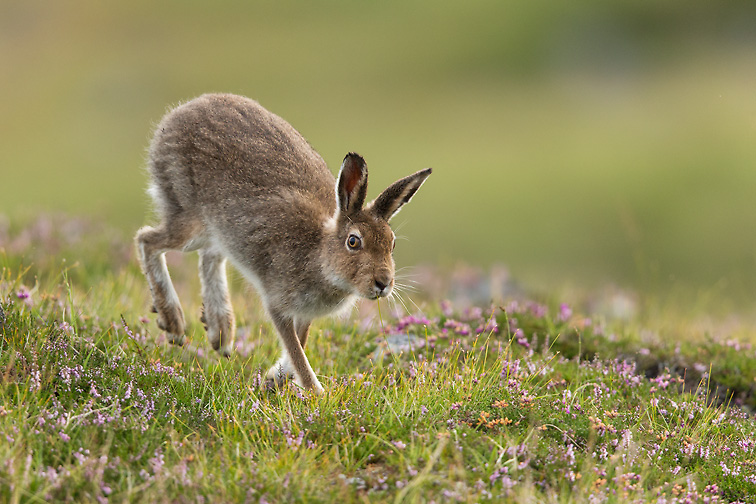 Mountain Hare (Lepus timidus) adult in summer pelage running across heather moorland
